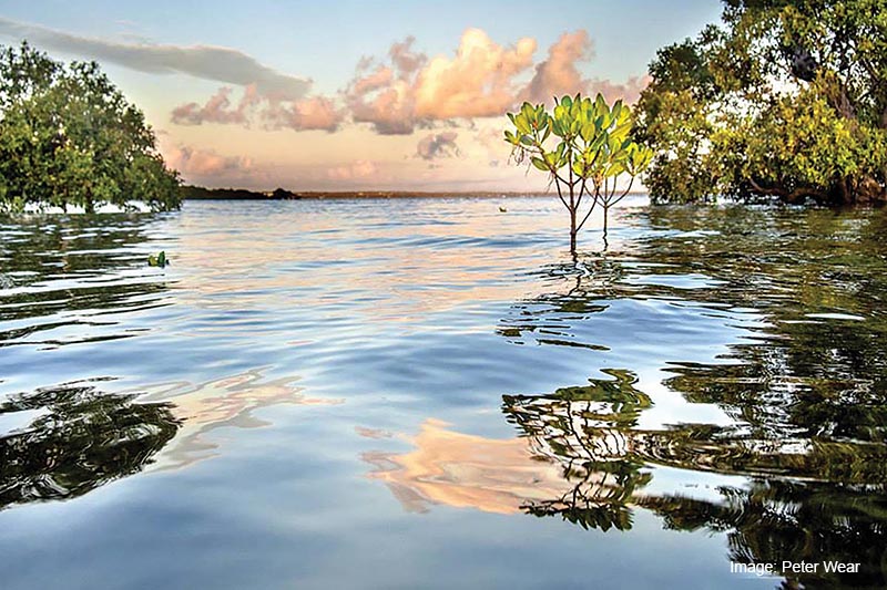 mangroves_2