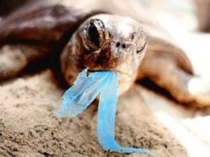 A closeup shot of a turtle in distress with a strip of plastic in its mouth.
