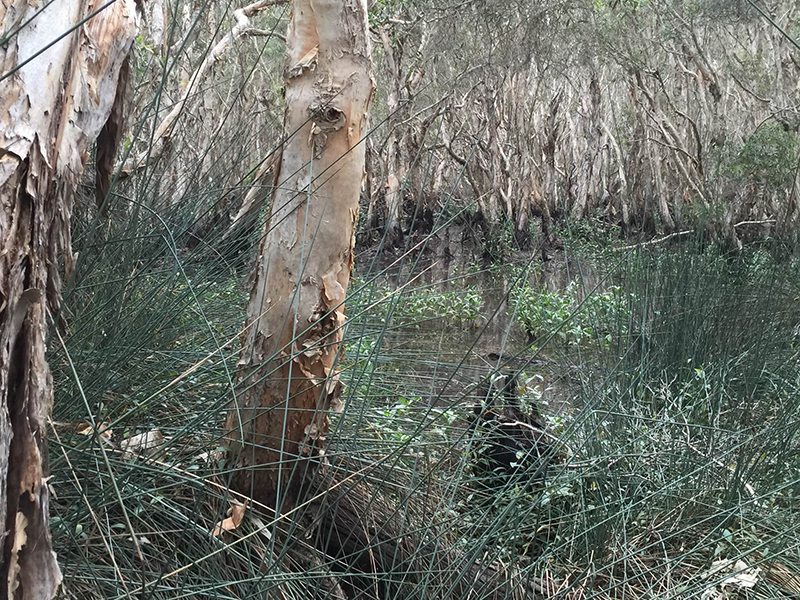 The Melaleuca Wetlands on Coochiemudlo Island