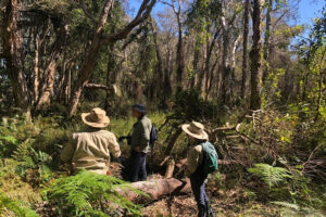 Three people looking into the bushland of tall Melaleuca trees on Coochiemudlo Island