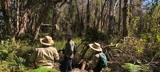 Three people looking into the bushland of tall Melaleuca trees on Coochiemudlo Island