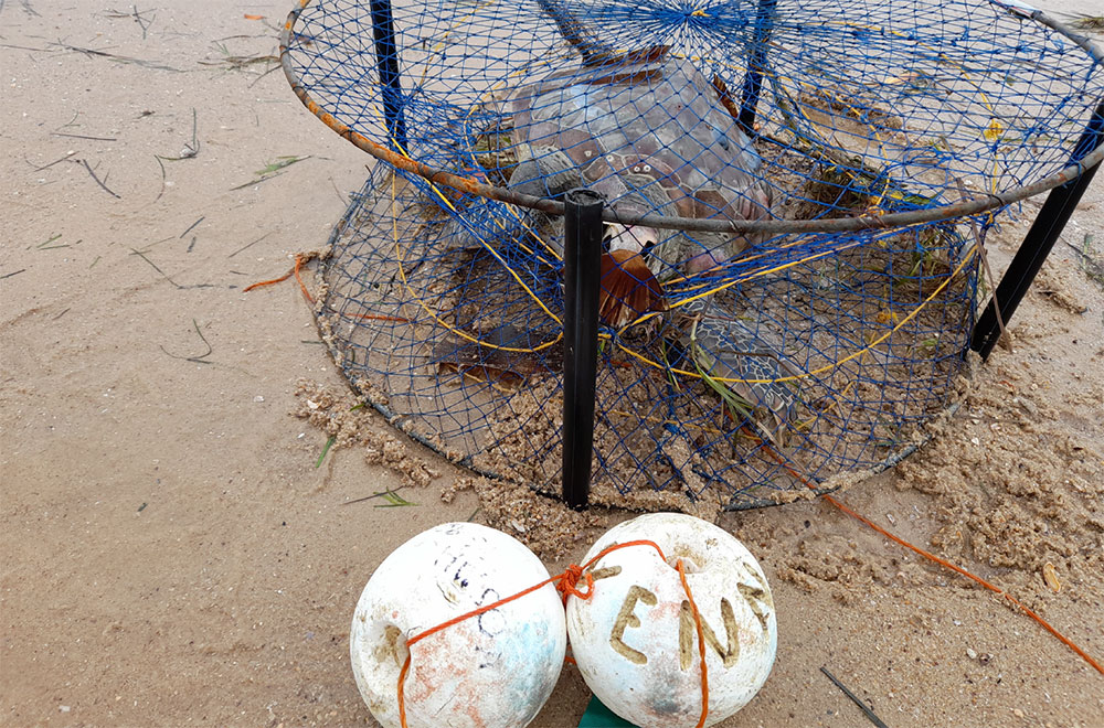 Crab pot with a turtle in it.