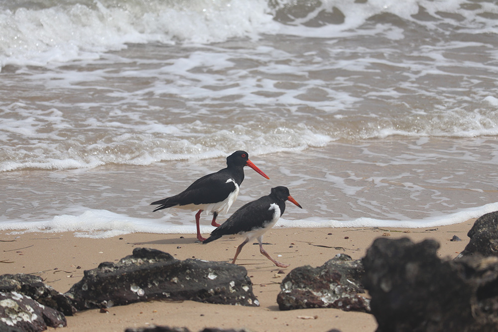 Two pied oystercatchers on Main Beach East, Coochiemudlo Island.