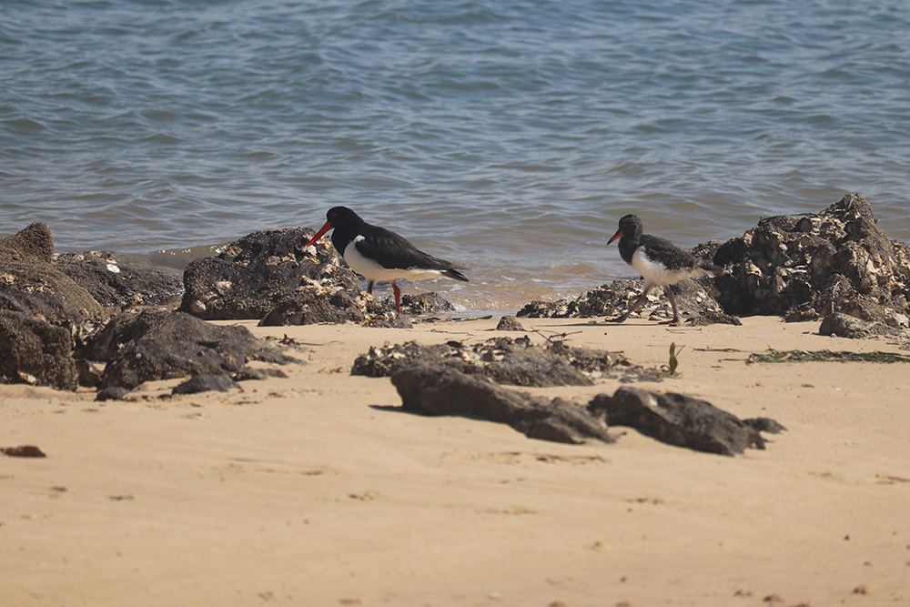 Pied oystercatcher parent with young chick following,, on Main Beach East on Coochiemudlo Island