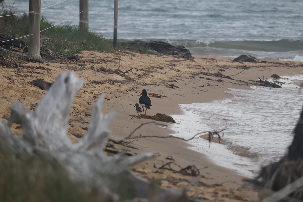 Pied oystercatcher with young chick on Main Beach, Coochiemudlo Island.