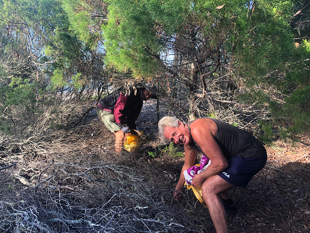 Volunteer workers pulling weeds from the Emerald Fringe on Coochiemudlo Island