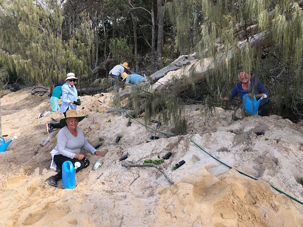 Coochiemudlo Island Coastcare volunteers on Norfolk Beach in June 2023, planting and watering freshly planted grasses on the dune revegation project.